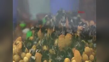 Yerli tohumun gücü dünyaya meydan okuyor