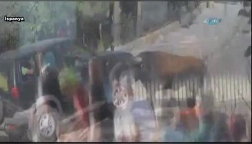 Boğa öfkesini araçtan çıkardı