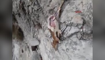 Dağ keçisi avlayan avcılar suçüstü yakalandı