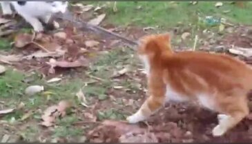 Kediler yılanı paylaşmak istemeyince...