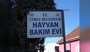 Otomobilin arkasına bağlanarak sürüklenen köpek, yeni sahibine verildi