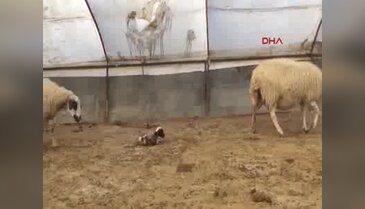 Hayvanlar yanlış tedaviden telef oldu iddiası