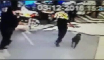 Bursa'da pitbull dehşeti kameralara böyle yansıdı