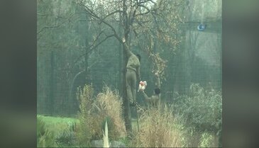 Bursa Zoopark'taki aslanların nefes kesen kış idmanı...