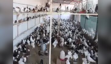 Zimmetçi veznedarın güvercinleri icradan satılacak