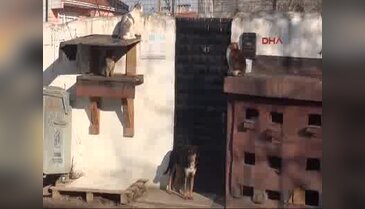 Kapıkule'de yakalanan 5 yavru köpek ihaleyle satıldı