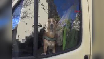 Minibüste bırakılan köpek kurtarıldı