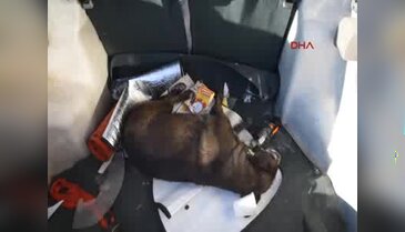 Köpek katliamı devam ediyor