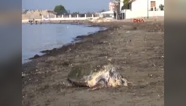 Çanakkale'de ölü Caretta Caretta bulundu