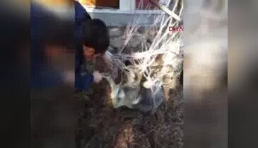 Ayağı hamağın ipine dolanan köpeği itfaiye ekipleri kurtardı