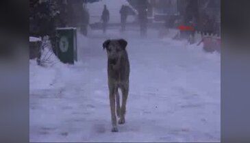 Yozgat'ta fırtına şeklinde esen rüzgar çatıları uçurdu