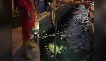 Caretta carettayı AKUT kurtardı