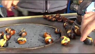 Bursa'da kestane hasadı bitti, şeker üretimi başladı