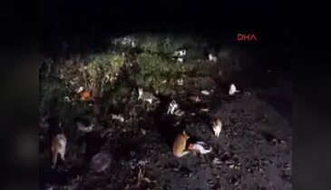 Raf ömrü bitmiş gıdalar, sokak hayvanlarına ulaştırıldı