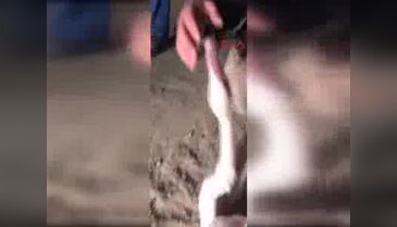 Flamingo 2 saatlik tedaviyle doğaya salındı