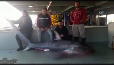 Tekirdağ'da denizden 'jaws' çıktı