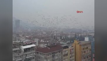 Bursa'da sığırcık kuşlarının büyüleyen dansı