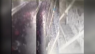 Tavuklar kümese giren tilkiyi kovaladı