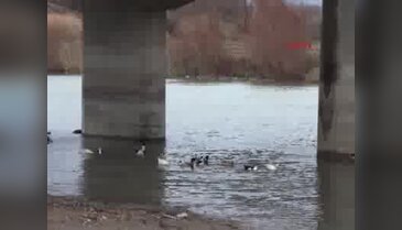 Bursa'da kuş gribi alarmı
