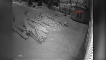 Domuz sürüsü üniversite kampüsüne indi