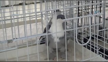 Araba fiyatına güvercinler görücüye çıktı