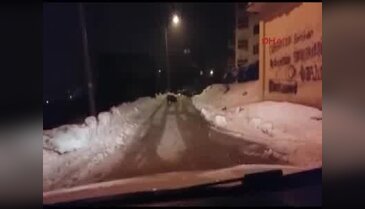 Aç kalan domuz sürüsü Tunceli kent merkezine indi