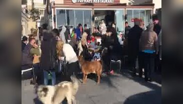 Yabancılar sokak hayvanları yararına denize girdi