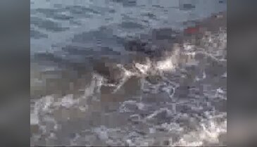 Çeşme plajlarında temizlik 2 ay sürecek