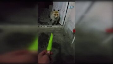 Aç kalan tilki taksi durağını mesken tuttu