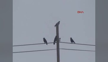 Iğdır Valisi, kuşlar için doğaya yem bıraktı