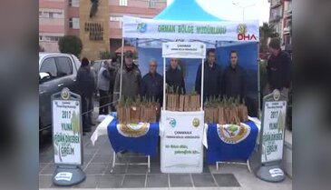 4 bin fıstık çamı fidanı dağıttılar