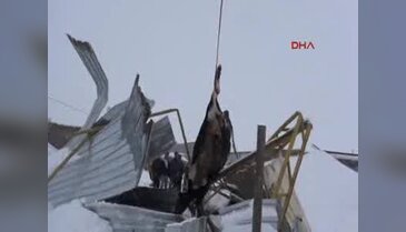 Aksaray'da kar nedeniyle 2 mandıranın çatısı çöktü: 20 inek telef oldu