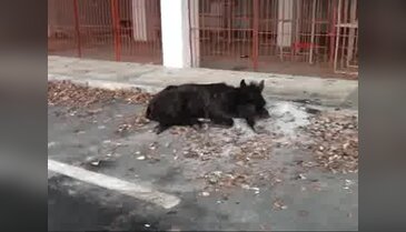 Edirne'de donmak üzere bulunan katıra belediye sahip çıktı