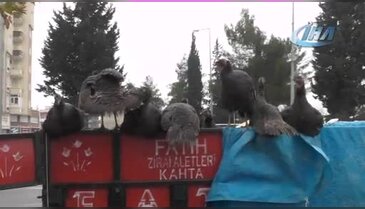 Hindilerini dolandırıcıya kaptırdı