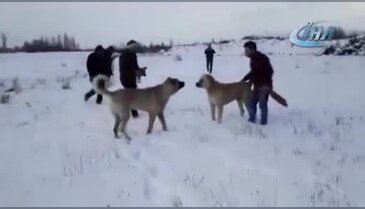 Köpekleri dövüştürüp videoya aldılar