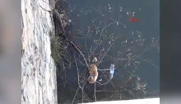 Yeşilırmak'ta kedi kurtarma operasyonu