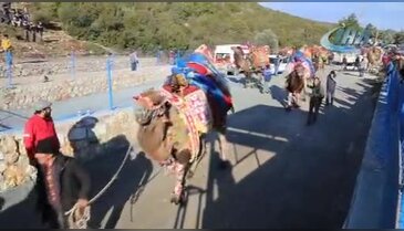 Bodrum'da Deve Güreşleri Yoğun İlgi Gördü