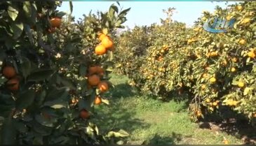 Dalında kalan tonlarca mandalina çürüdü, üretici perişan