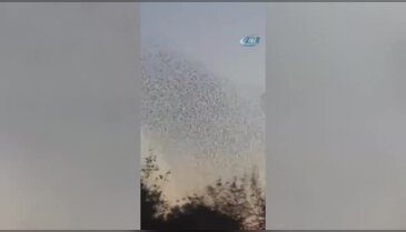Sığırcıkların dansı büyüledi