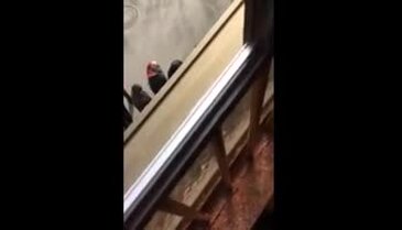 Reina saldırganına benziyor diye linç ettiler!