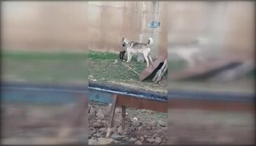 Kedi ile köpeğin kıskandıran dostluğu