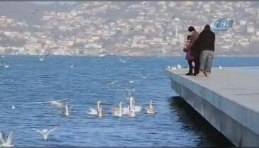 İstanbul Boğazı'nın yeni misafirleri kuğular oldu.