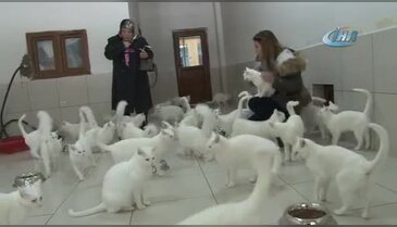 Van Kedilerinin kırmızı alarm düzeyinde nesli tehlikesi yok