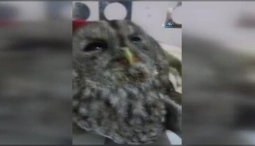 Yaralı baykuşa kadın hayvansever sahip çıktı