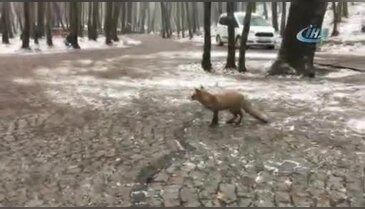 İstanbul'da karda aç kalan tilki vatandaşın yanına geldi