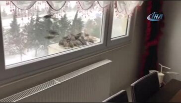 Bursa'da soğuk en çok kuşları vurdu