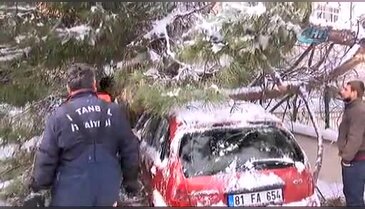 Kar, 50 yıllık çam ağacını otomobilin üzerine devirdi