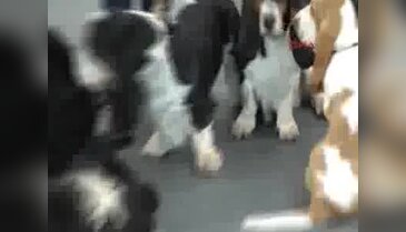 Nürnberg Uluslararası Cins Köpek Fuarında 3500 köpek yarıştı