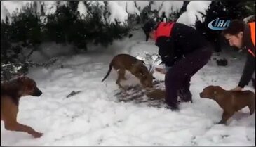 İstanbul Maltepe'de mama verilen köpeklerin mutluluğu kamerada