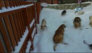 Felçli köpeklerin barınakta karla oynayarak eğlenmeleri yürekleri ısıttı